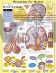 Blueprint for Health Your Respiratory System Anatomical Chart - Laminated